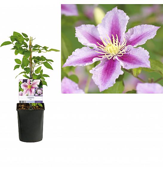 Clematis hybrid Piilu C1 Lit. 20-30 cm