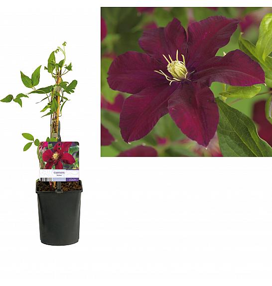 Clematis hybrid Niobe C1 Lit. 20-30 cm
