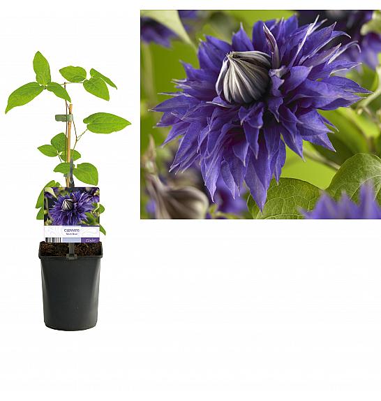 Clematis hybrid Multi Blue C1 Lit. 20-30 cm
