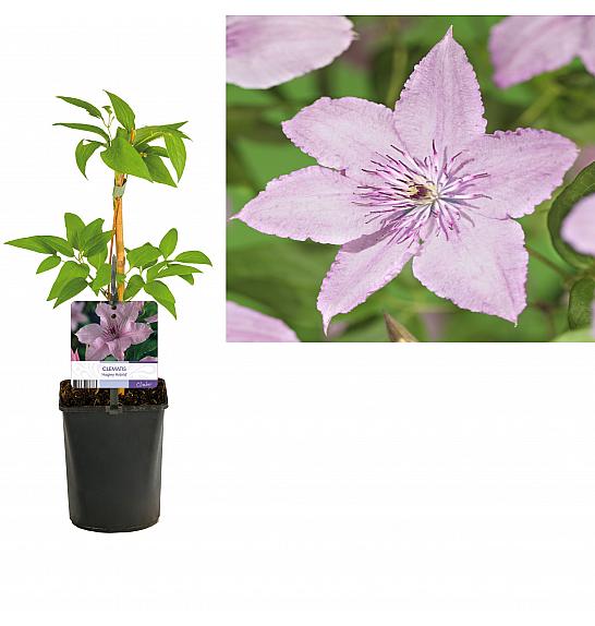 Clematis hybrid Hagley Hybrid C1 Lit. 20-30 cm