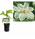 Clematis hybrid Guernsey Cream C1 Lit. 20-30 cm
