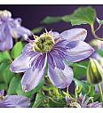 Clematis hybrid Blue Light PBR C1 Lit. 20-30 cm