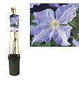 Clematis hybrid Blue Angel C2,5 Lit. 40-60 cm