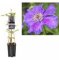 Clematis hybrid Ashva C1,5 Lit. 30-40 cm