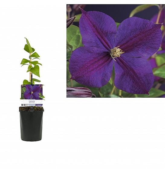 Clematis hybrid Star of India C1 Lit. 20-30 cm