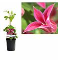 Clematis hybrid Princess Diana C1 Lit. 20-30 cm