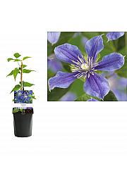 Clematis hybrid Arabella C1 Lit. 20-30 cm