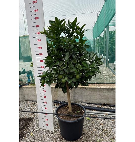 Citrus sinensis Orange Ø50 Na steblu 60 cm