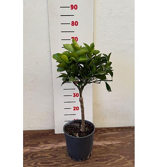 Citrus sinensis Orange Ø18 Na steblu 20 cm