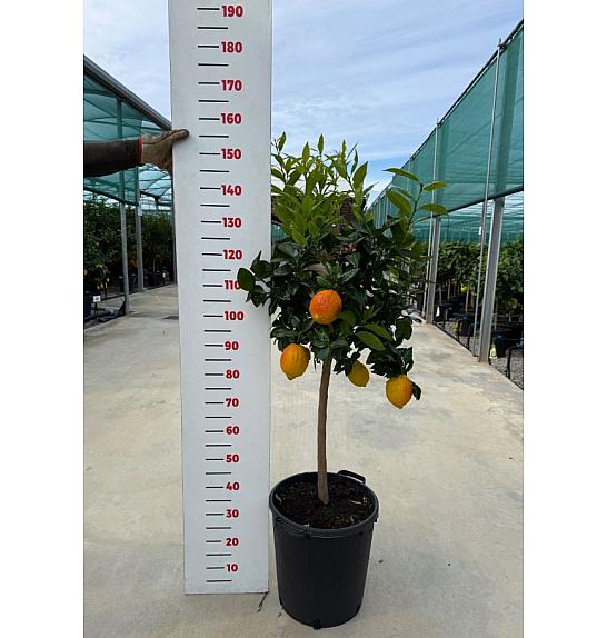Citrus sinensis Limona Rosso Ø 35 Na steblu 60 cm