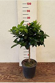Citrus sinensis Limon Rosso Ø20 Na steblu 30 cm