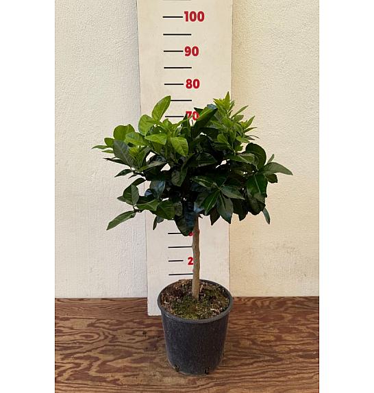 Citrus sinensis Limon Rosso Ø20 Na steblu 30 cm