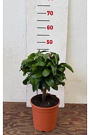 Citrus sinensis Limon Ø17 Na steblu 20 cm