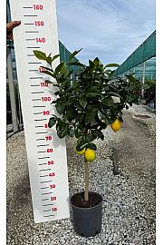 Citrus sinensis Limon Ø24 Na steblu 50 cm
