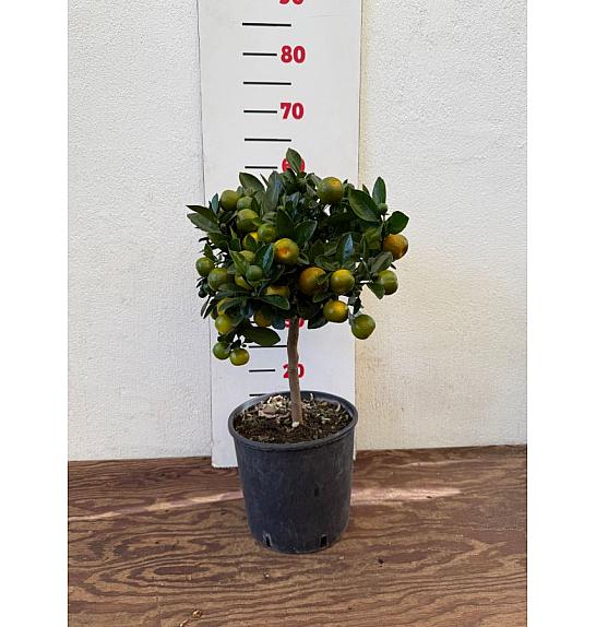 Citrus microcarpa Calamondin Ø20 Na steblu 30 cm