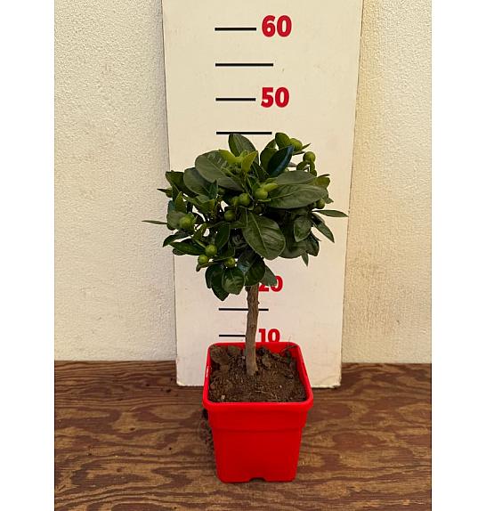 Citrus microcarpa Calamondin Ø14x14 Na steblu 15 cm
