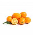 Citrus japonica Kumquat Ø20 Na steblu 40 cm