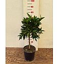 Citrus aurantium Clementina Ø20 Na steblu 30 cm