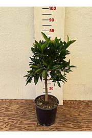 Citrus aurantium Clementina Ø20 Na steblu 30 cm