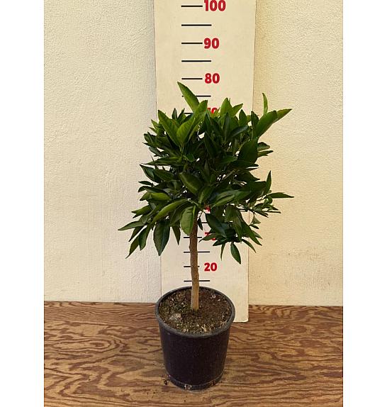 Citrus aurantium Clementina Ø20 Na steblu 30 cm