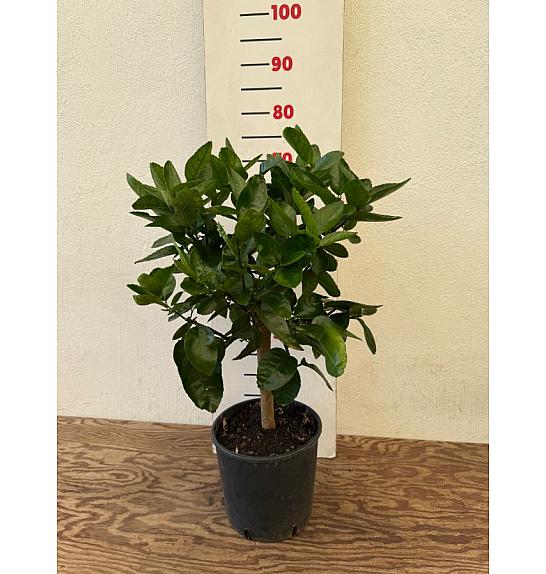 Citrus aurantifolia Lime Verde Ø20 Na steblu 30 cm