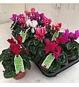 Ciklama Ø 9/10 mix