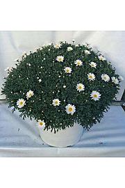 Chrysanthemum frutescens Ø45 bela