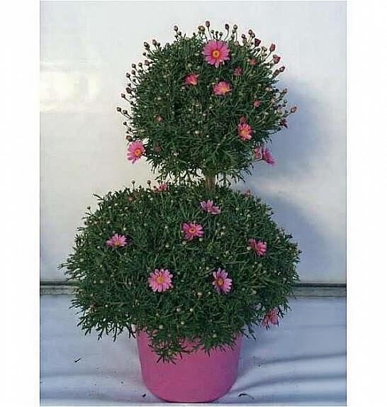 Chrysanthemum frutescens Ø35 mix forma