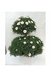Chrysanthemum frutescens Ø35 bela forma