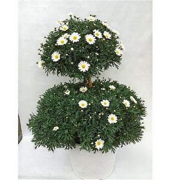 Chrysanthemum frutescens Ø35 bela forma