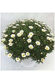 Chrysanthemum frutescens Ø35 bela