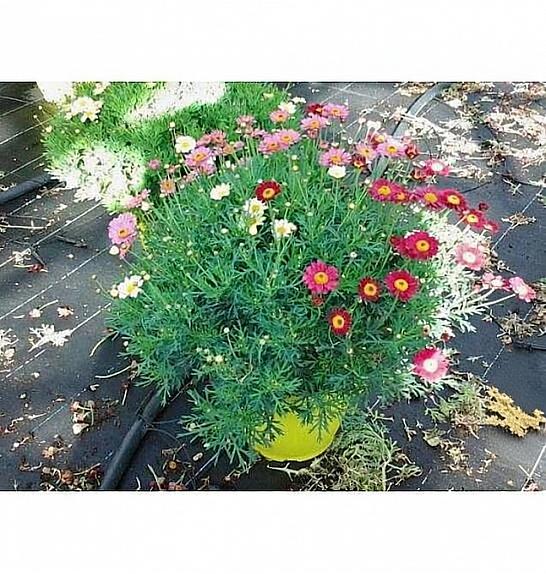 Chrysanthemum frutescens Ø25 trio