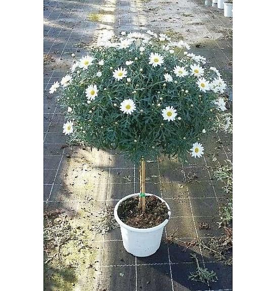 Chrysanthemum frutescens Ø24 bela Na Steblu 30 cm