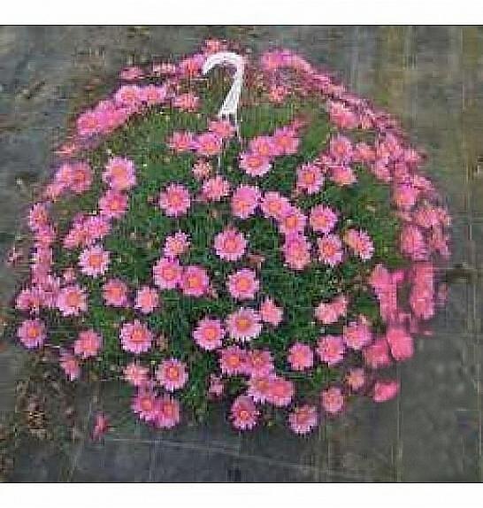 Chrysanthemum frutescens Ø20 mix obešanka