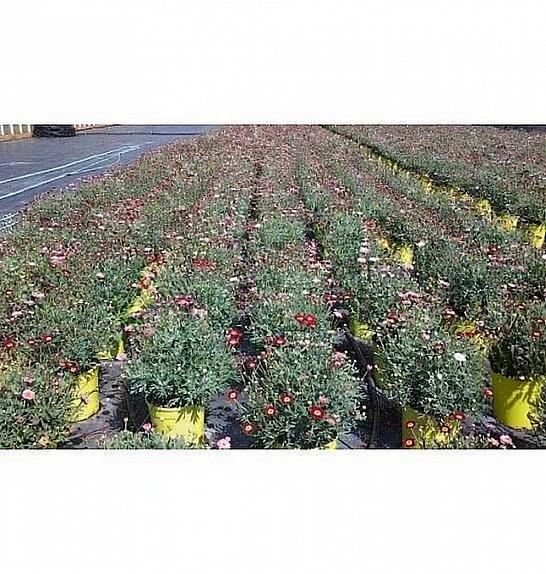 Chrysanthemum frutescens Ø18 trio