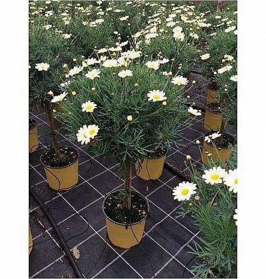Chrysanthemum frutescens Ø18 rumena Na Steblu 30 cm