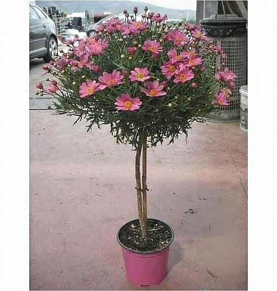 Chrysanthemum frutescens Ø18 roza Na Steblu 30 cm