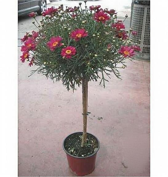 Chrysanthemum frutescens Ø18 rdeča Na Steblu 30 cm