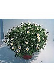 Chrysanthemum frutescens Ø18 bela