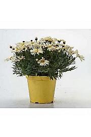 Chrysanthemum frutescens Ø14 rumena