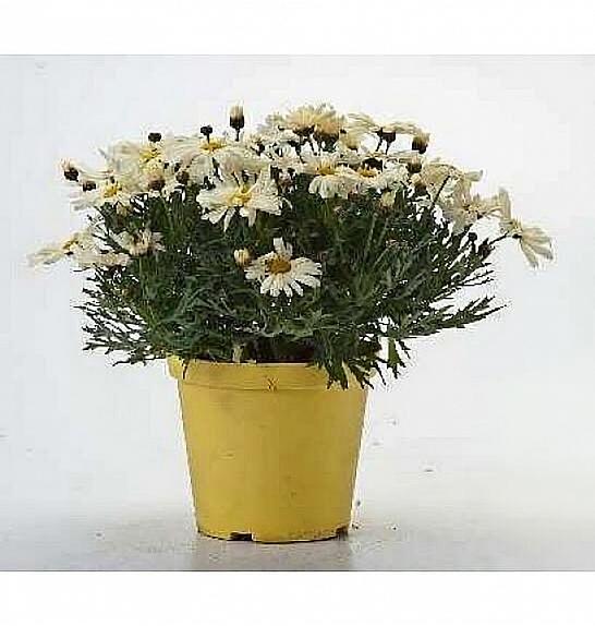 Chrysanthemum frutescens Ø14 rumena