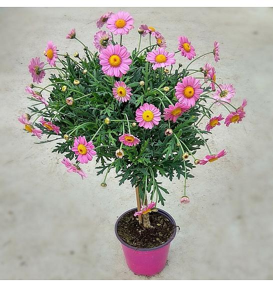 Chrysanthemum frutescens Ø14 roza Na Steblu 20 cm