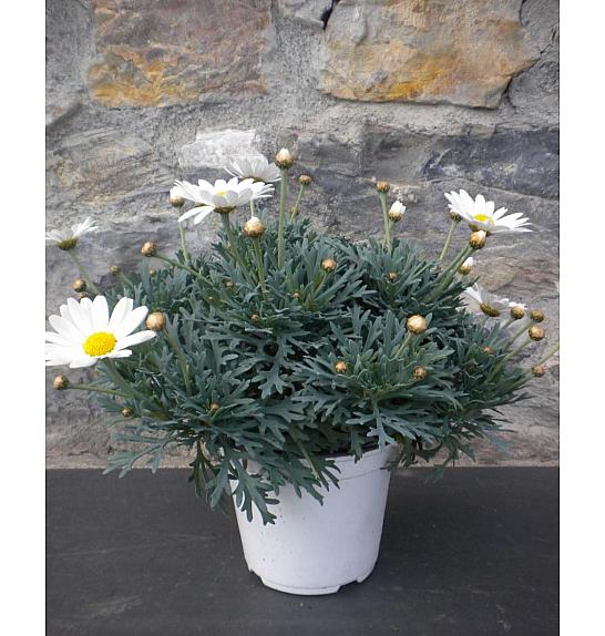 Chrysanthemum frutescens Ø14 bela