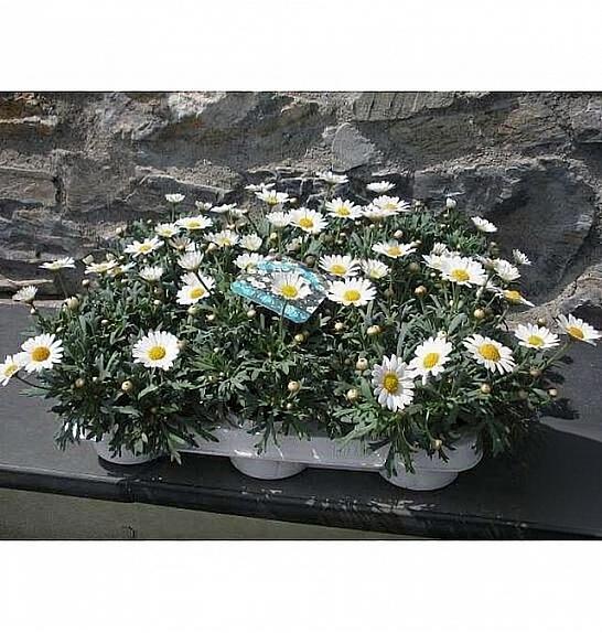 Chrysanthemum frutescens Ø11 bela