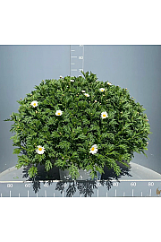 Chrysanthemum frutescens Bofinger Ø35