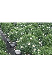 Chrysanthemum frutescens Bofinger Ø30 Na Steblu 40 cm