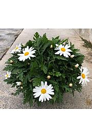 Chrysanthemum frutescens Albenga Ø18