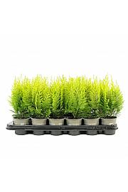 Chamaecyparis thyoides Rubicon Ø9