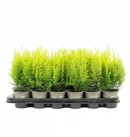 Chamaecyparis thyoides Rubicon Ø9