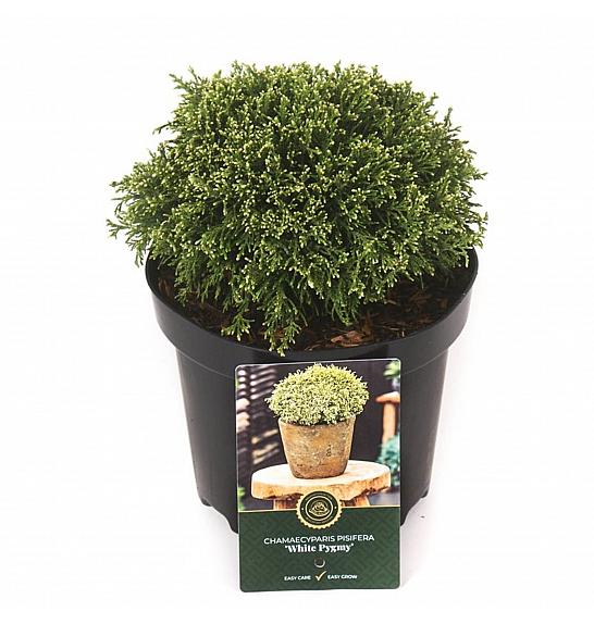 Chamaecyparis pisifera White Pygmy C2,5 Lit. 15-20 cm